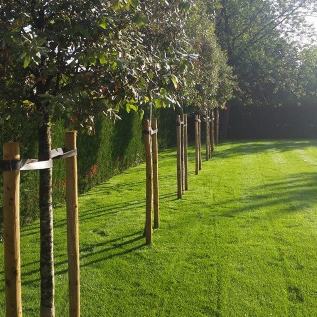 taille de haies, débroussaillage, tonte