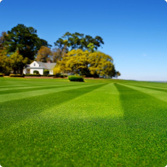 jardinier, jardins, arbres, arbustes, haies, plantes, entretien, coupe, taille, tonte, scarification