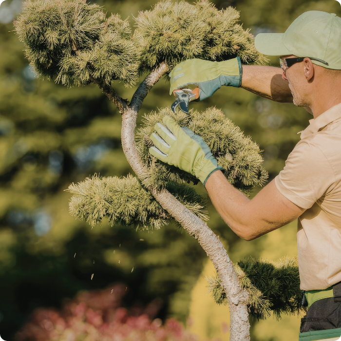 taille de haie, arbustes, coupe haie, couper, entretien, jardin, extérieurs, espaces verts