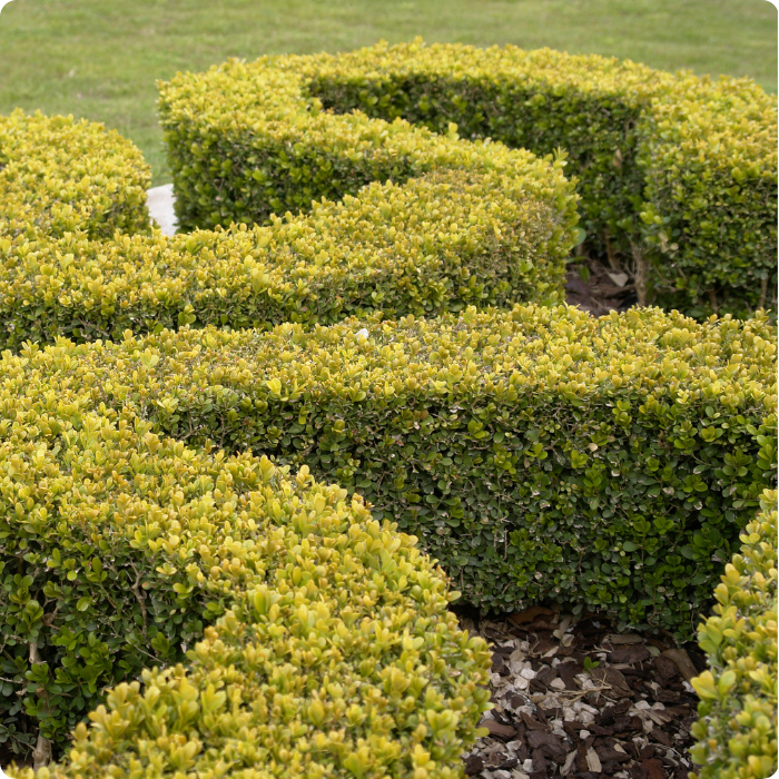 débroussaillage, bordures, entretien de jardin, espaces verts, verdures