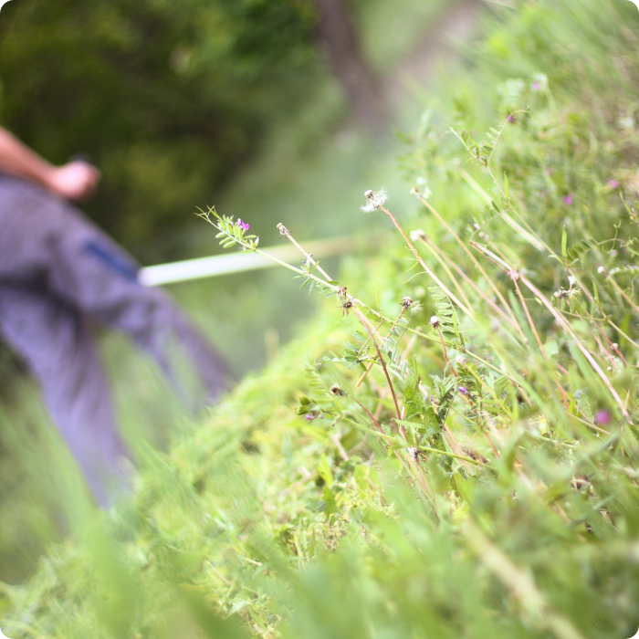 extérieur, jardin, aménagement jardin, terrain, végétaux