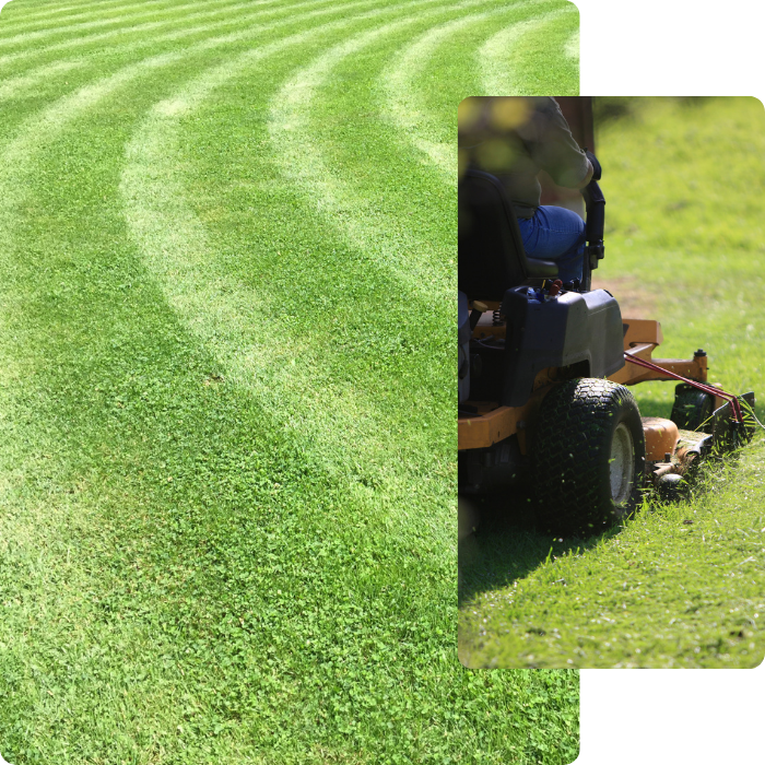 coupe, taille, tonte, pelouse, verdures, jardins, espaces verts, gazon, arbustes