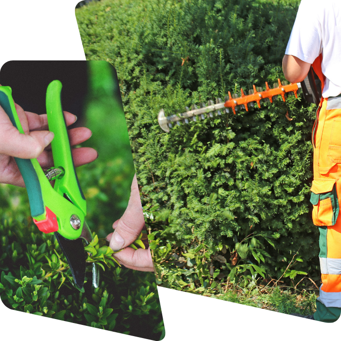 Taille, haies, couper, branches, entretien, arbustes, arbres, verdures, tuyat, troene, buissons
