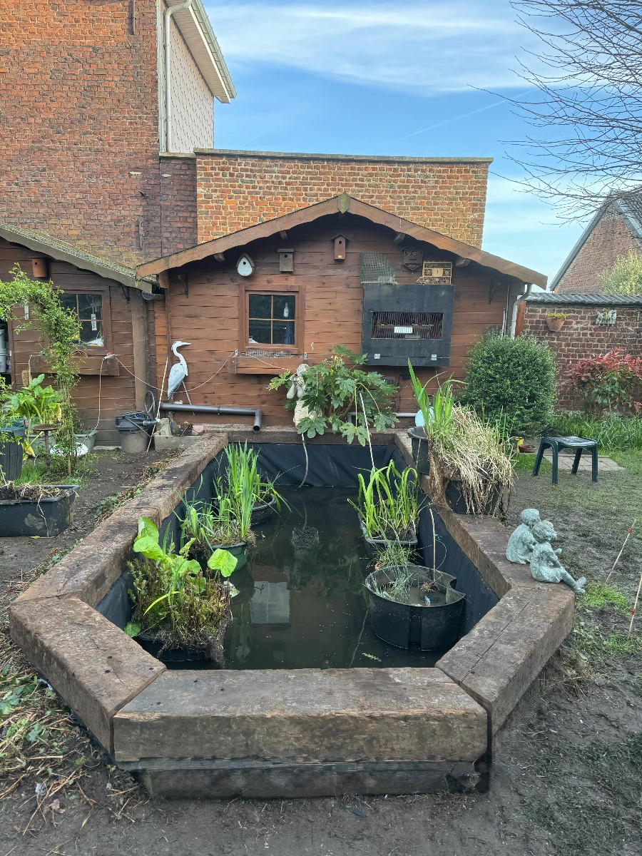 Sunrise Garden, aquatique, espace, jardin, petit étang