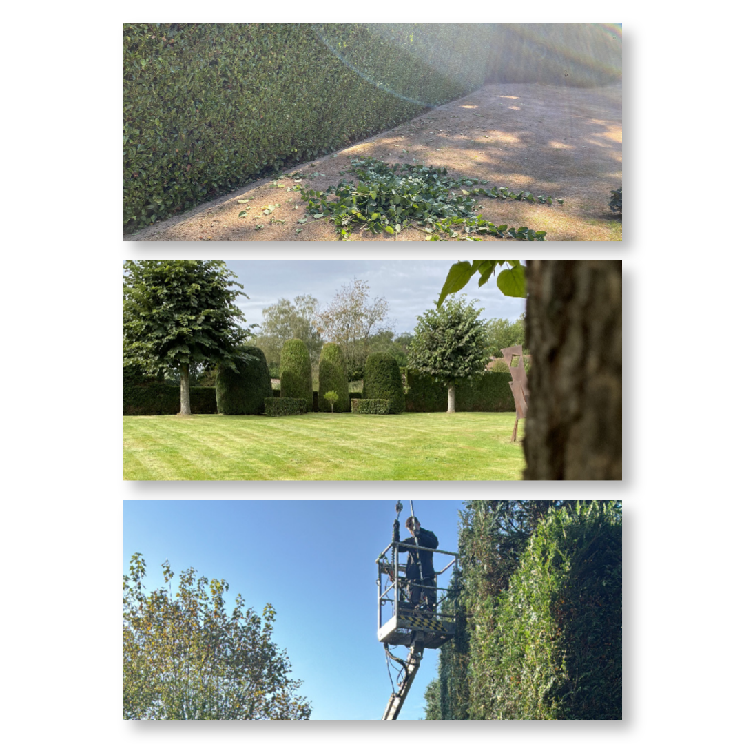 Espaces verts, jardin, entretien, taille, coupe, arbre, abattage, élagage, haies, arbustes