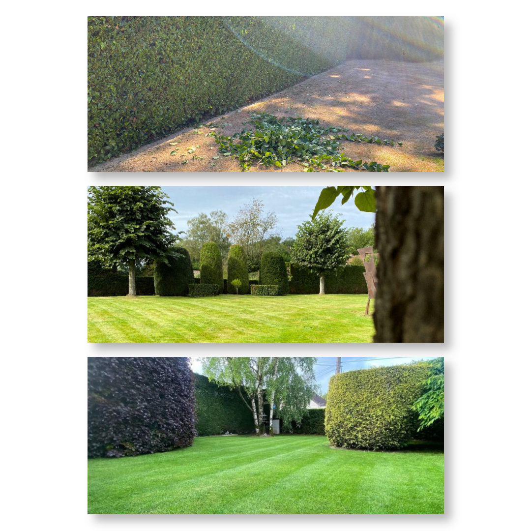 Pelouse, rouleau, gazon, sol, jardin, jardinier