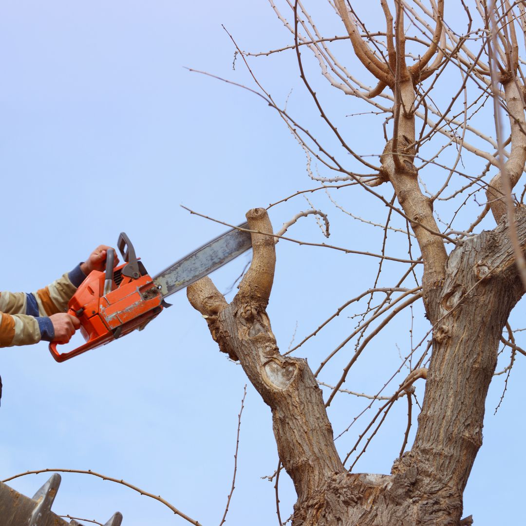 Abattage et élagage d'arbres à Waterloo