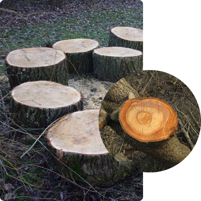 Abattage, arbre, souche, terrain, défrichage