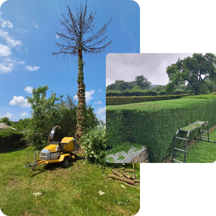 abattage, arbre, haie, végétaux, plantations, terrain