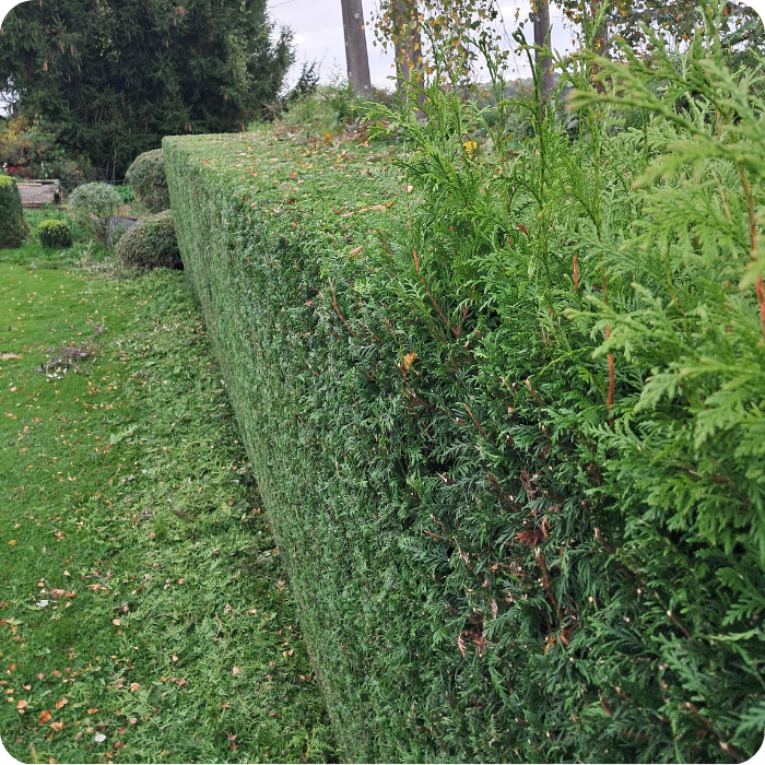 Taille haie, élagage, arbustes, arbres, végétaux, plantations