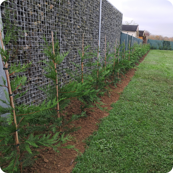 plantations, plantes, jardin, espaces verts, massifs