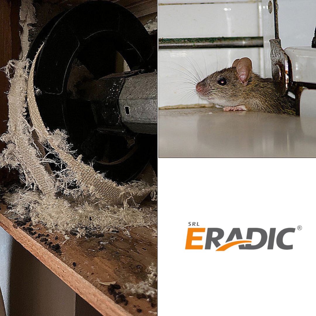 rats, rongeurs, dératisation à Liège, Aywaille