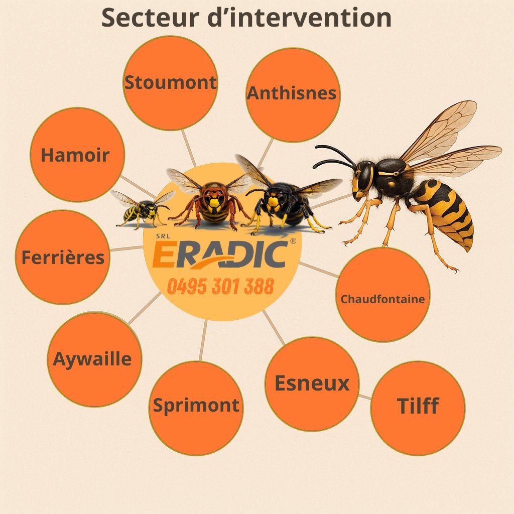 Secteur d intervention guêpes et frelons - Stoumont, Anthisnes, Hamoir, Ferrières, Aywaille, Sprimont, Esneux, Tilff, Chaudfontaine