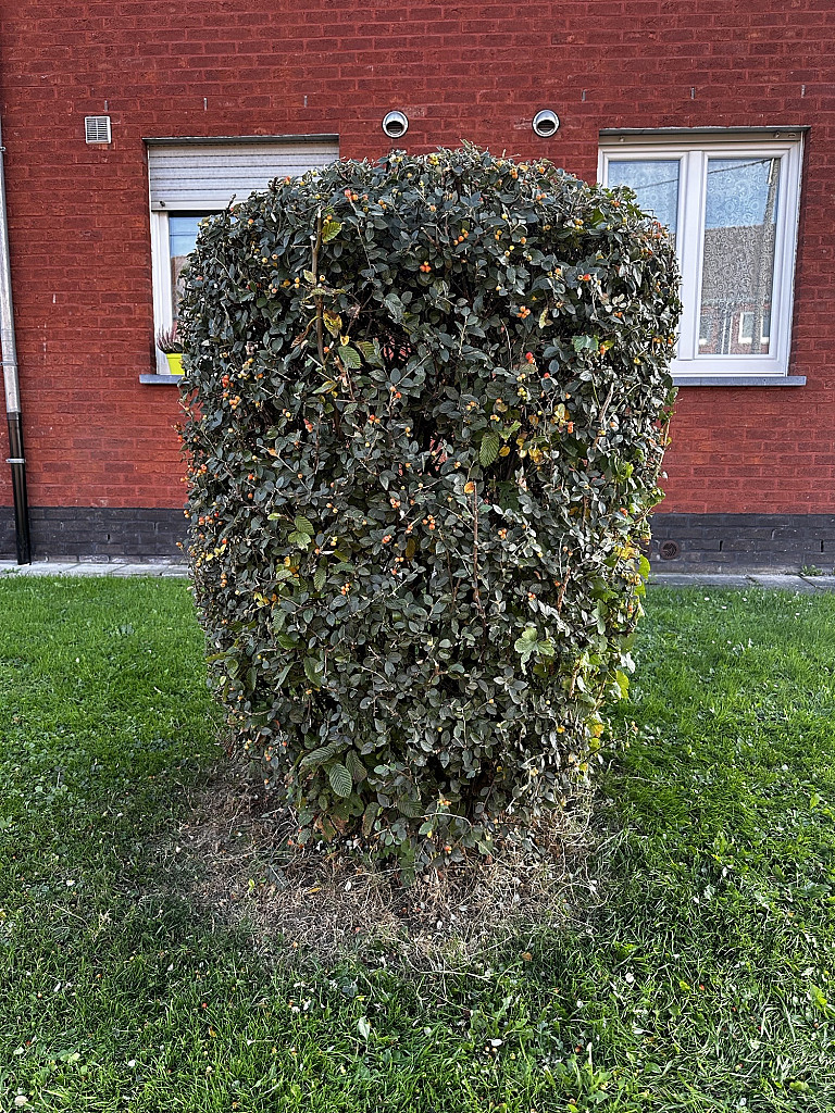 Taille d’un hêtre en colonne par MC Garden à Fléron