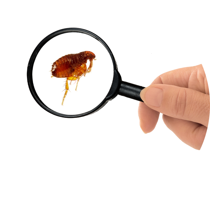 Traitements contre les mouches