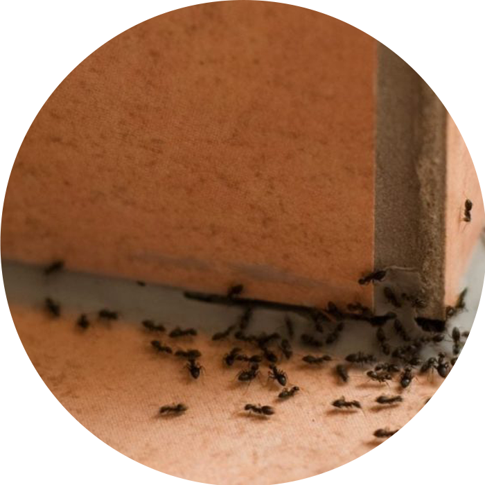 Invasion de fournis dans la maison