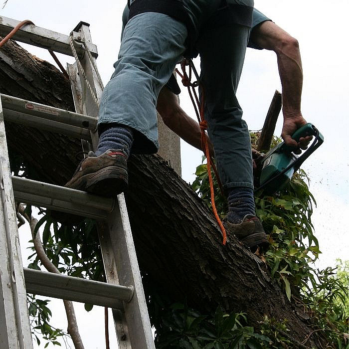 Abattage d'arbres, entretien de jarind, élagage haies,