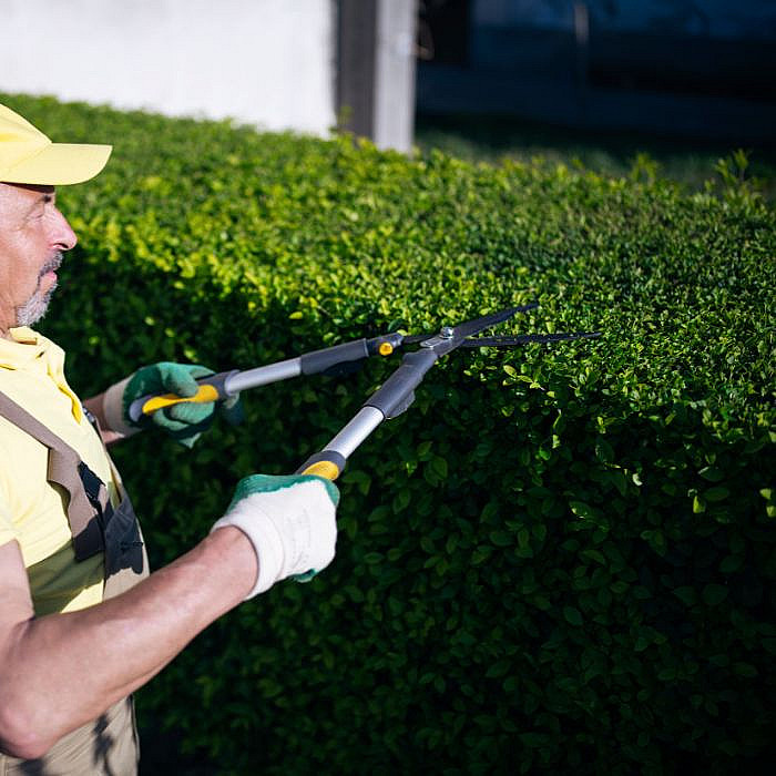 Elagage haies, taille, arbustes