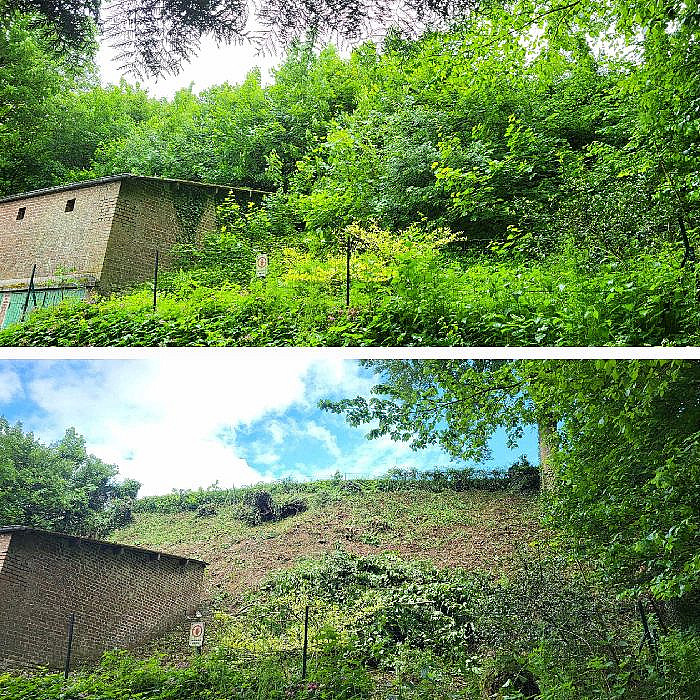 Abattage d'arbres, Élagage, Abattage et élagage, Élagage professionnel, Abattage sécurisé, Paysagiste professionnel, Lisbourg, Aire-sur-la-Lys, Auchel