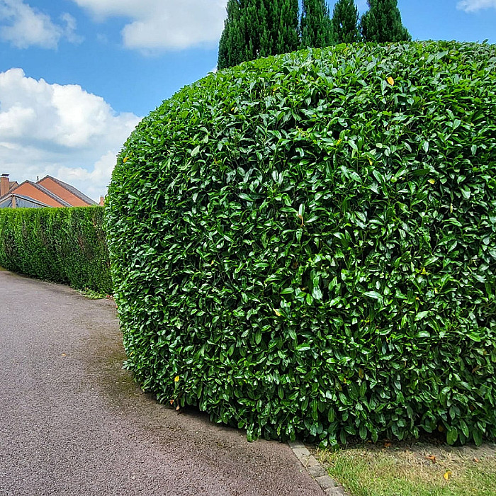 Création de jardins, Espaces verts, Aménagement paysager, Plantation d'arbres, Haies, Plantes,
                   Fleurs, Pelouse, Parterre de fleurs, Paysagiste professionnel, Lisbourg, Aire-sur-la-Lys, Auchel
